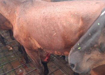 Sacan de circulación un camión con caballos cuya documentación presentaba irregularidades