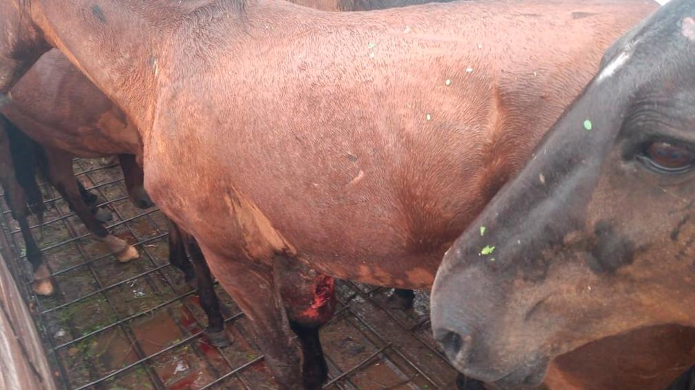 Sacan de circulación un camión con caballos cuya documentación presentaba irregularidades