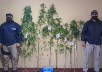 En Procedimiento Policial secuestran plantas de marihuana de más de 2 metros de altura