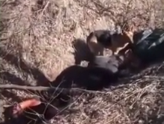 Horror: tropas rusas habrían asesinado a una familia ucraniana, en un brutal crimen de guerra
