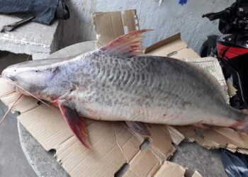 PESCADORES LOCALES SE SORPRENDIERON CON UNA ESPECIE DEL RIO PARANÁ