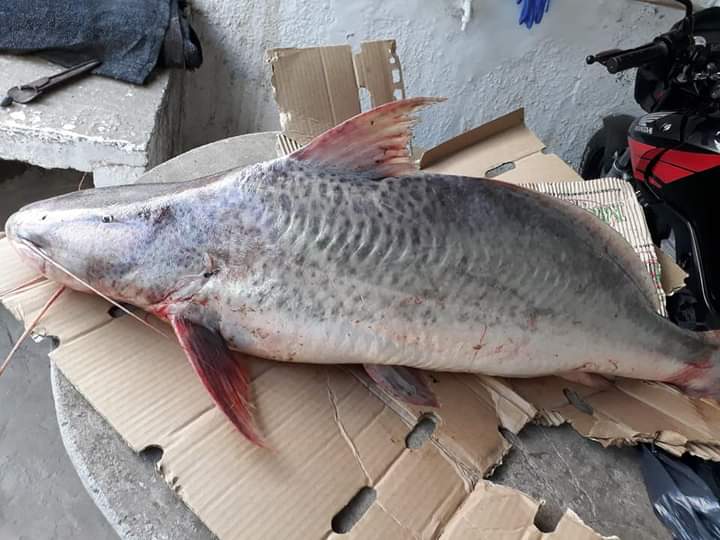 PESCADORES LOCALES SE SORPRENDIERON CON UNA ESPECIE DEL RIO PARANÁ