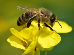 Una abeja le provocó la muerte casi inmediata a pescador, a orillas del río