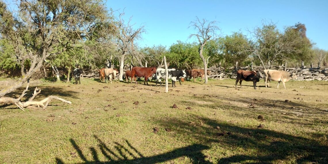 Amplio operativo policial logro dar con el paradero de 35 animales vacunos