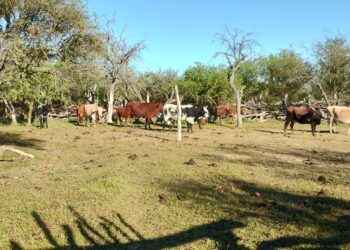 Amplio operativo policial logro dar con el paradero de 35 animales vacunos