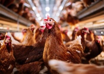 Se propaga la Gripe Aviar: confirman un nuevo caso en Córdoba