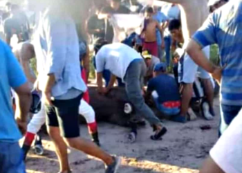 una yegua colapsó y murió tras una carrera en el interior santiagueño