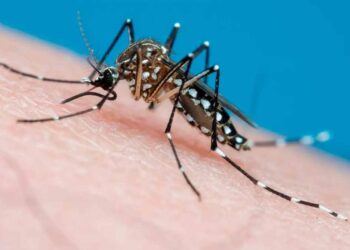 País Dengue en Argentina: confirmaron más de 28 mil casos desde el inicio del brote