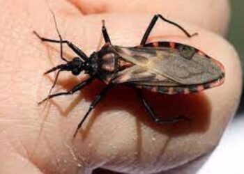 Villa Salavina contará con una sub dirección municipal para el control y prevención del chagas