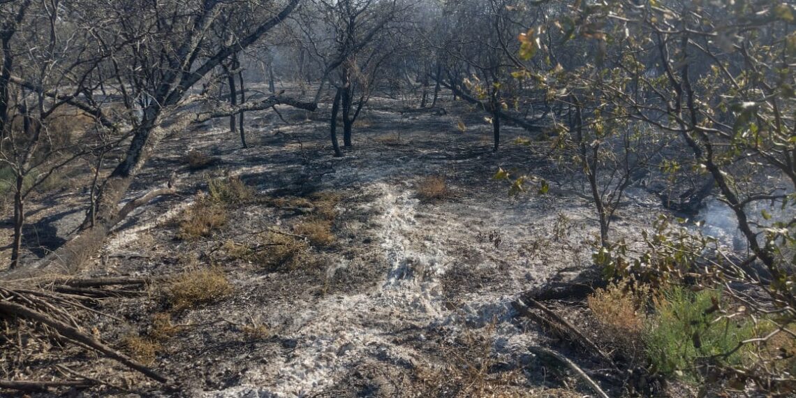 Incendio forestal en el Dpto. Salavina: lograron controlarlo tras siete horas de intenso trabajo