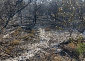 Incendio forestal en el Dpto. Salavina: lograron controlarlo tras siete horas de intenso trabajo