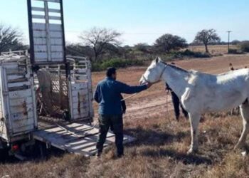 Añatuya: policías fueron amenazados durante el secuestro de animales en Ruta 21
