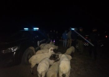 LOS TELARES: recuperan 20 ovejas robadas y detienen a padre e hijos