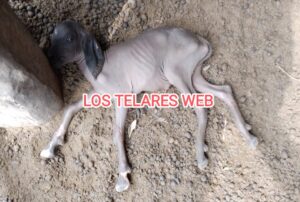 TELARES WEB