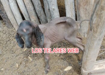 Nació un cabrito sin pelaje en el Paraje Santa Lucia, Dpto Salavina