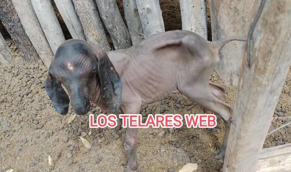 Nació un cabrito sin pelaje en el Paraje Santa Lucia, Dpto Salavina