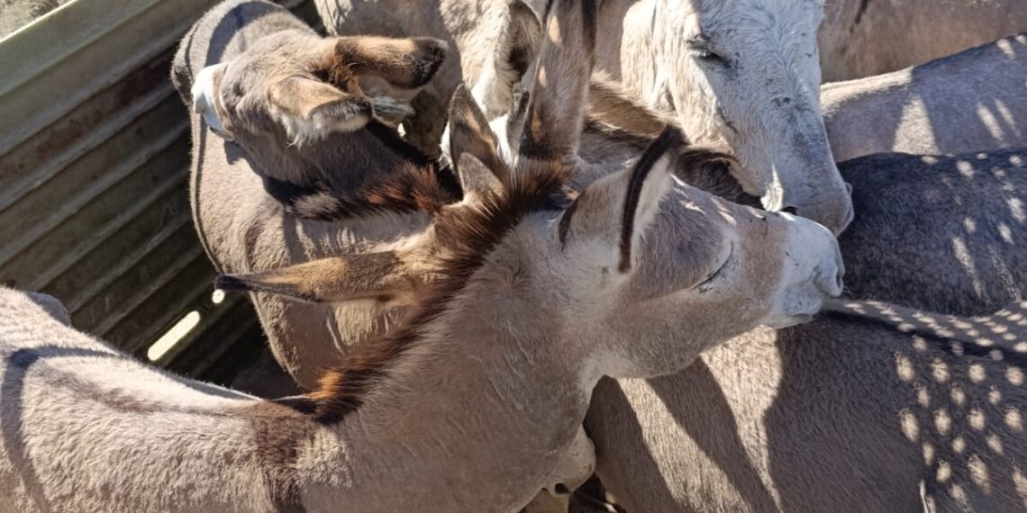 En un operativo en Los Telares secuestran 24 asnos por maltrato animal