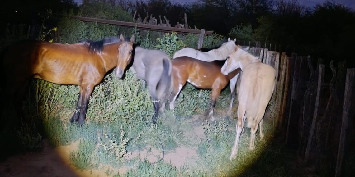 Los Telares: Secuestran un potro sin marca durante inspección de un carga yeguarizos en cargamento