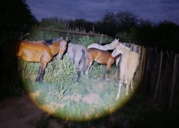 Los Telares: Secuestran un potro sin marca durante inspección de un carga yeguarizos en cargamento