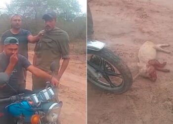 Sorprendieron a un ladrón cuando robaba un chancho y fue demorado