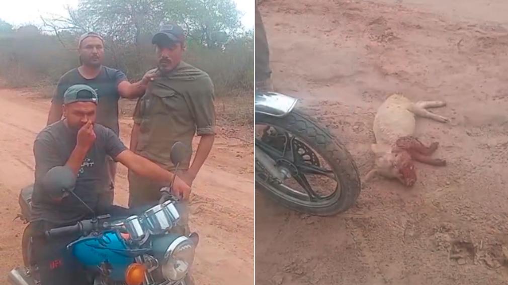 Sorprendieron a un ladrón cuando robaba un chancho y fue demorado