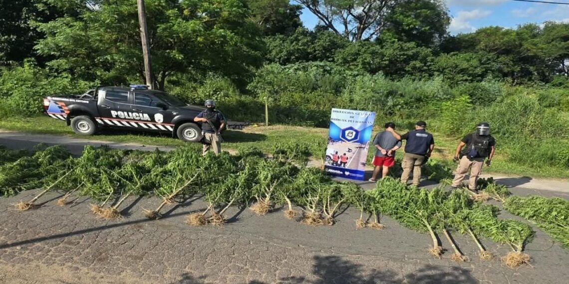 La Policia de la provincia desmantelo un vivero ilegal de marihuana