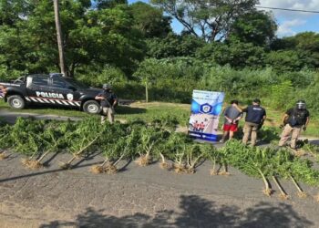 La Policia de la provincia desmantelo un vivero ilegal de marihuana