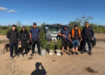 Policia fue a realizar un allanamiento y se encontraron con un cultivo de marihuana