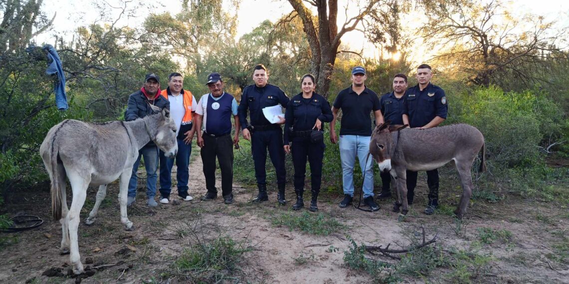 Los Telares: En un procedimiento hallan burros robados y restos de un tercer animal