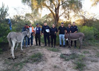 Los Telares: En un procedimiento hallan burros robados y restos de un tercer animal